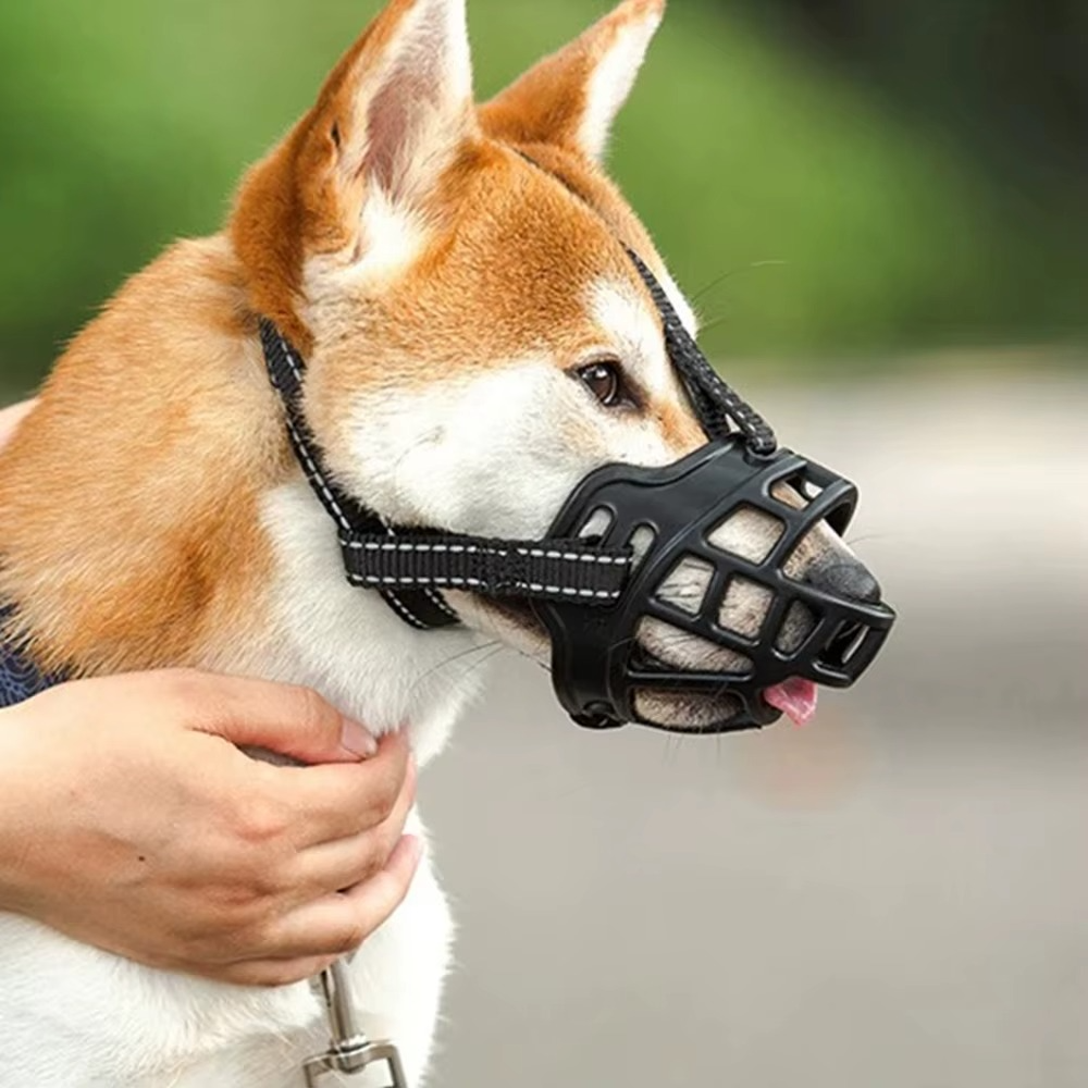 Profil d'un Shiba Inu portant une muselière pour chien noire à sangles réfléchissantes.