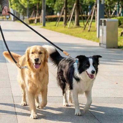 Un Golden Retriever et un Border Collie tenus en laisse avec une double laisse pour chien noire.