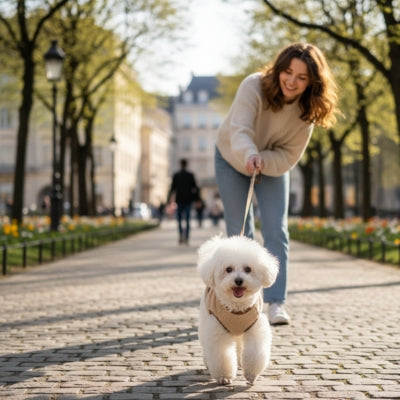 	Jeune femme promenant son Bichon Frisé en ville, le chien porte un pull chien beige.