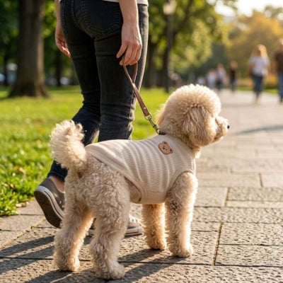Caniche vêtu d'un pull chien beige marchant en laisse dans un parc lors d'une promenade.