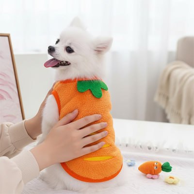 	Petit chien de type Poméranien portant un pull chien carotte avec un jouet carotte à côté.