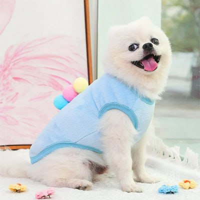 Pomeranien portant un pull chien bleu avec des pompons, assis sur un tapis.
