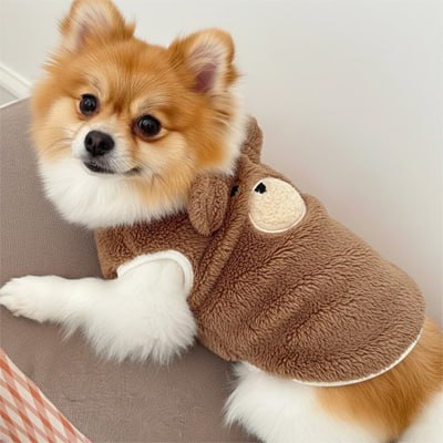 Petit Pomeranien marron et blanc avec un pull chien motif ours