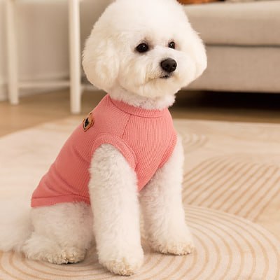Bichon frisé blanc assis, portant un pull chien rose texturé avec un petit écusson.