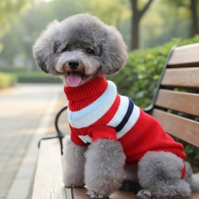 Caniche gris sur un banc portant un pull chien rayé rouge, blanc et bleu