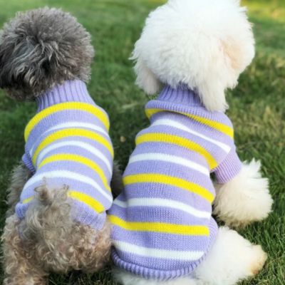 Deux petits chiens de dos portant un pull chien rayé violet et jaune