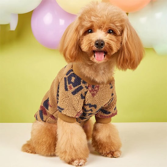 Caniche avec un pull pour chien marron à motifs devant un décor de ballons colorés.