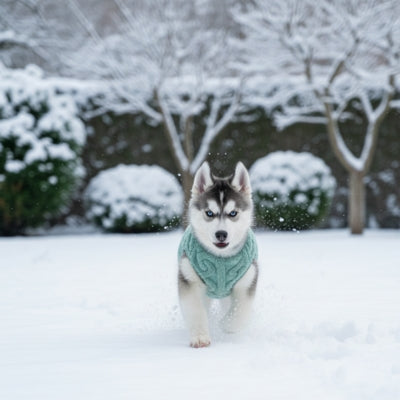 Pull pour chien vert sur un chiot Husky courant dans un paysage enneigé.
