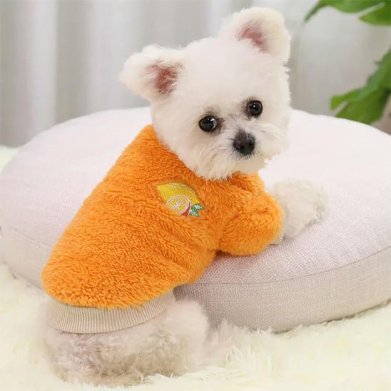 Petit chien type bichon portant un pull pour chien orange à motif citron.