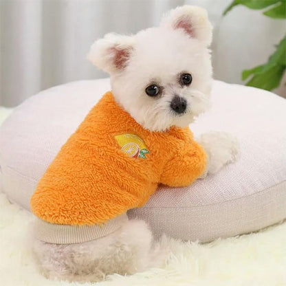 Petit chien type bichon portant un pull pour chien orange à motif citron.