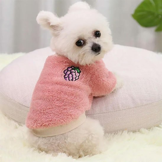 Petit chien type bichon portant un pull pour chien rose à motif raisin.