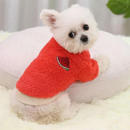 Petit chien type bichon portant un pull pour chien rouge à motif pastèque.