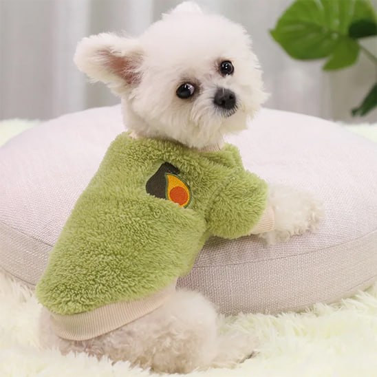 Petit chien type bichon portant un pull pour chien vert à motif avocat.