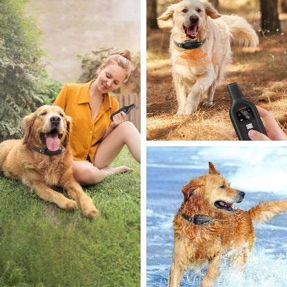 Collier pour dressage de chien-NeoTrainer™ : Ce golden retriever joue dans l'eau avec son collier pour dressage de chien