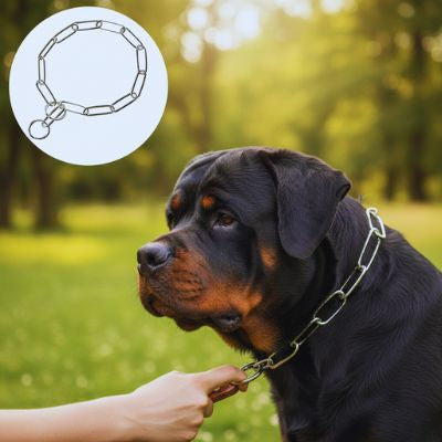 Un chien Rottweiler porte un collier etrangleur en métal lors d'une balade en extérieur. Une main tient fermement l'anneau pour le contrôle.