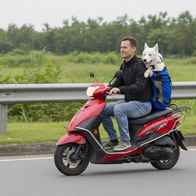 Chien blanc type Husky dans un sac a dos chien bleu porté par un homme sur un scooter rouge.
