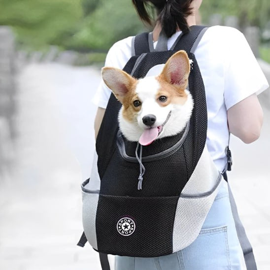 Vue de dos d'un Corgi dans un sac a dos chien noir et gris, logo Sport.