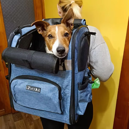 Gros plan d'un Jack Russell sortant la tête d'un sac a dos pour chien bleu avec logo Petskd.