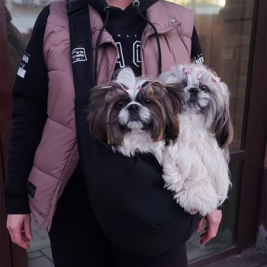 Deux chiens Shih Tzu ensemble dans un sac de transport chien noir porté sur une veste.