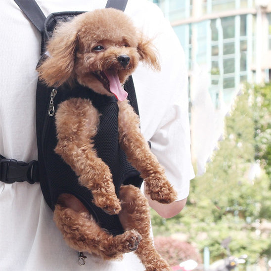 Caniche marron installé dans un sac de transport pour chien porté sur le dos.