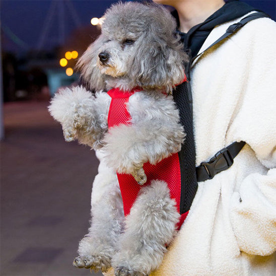 Sac de transport pour chien noir porté en ventral avec un caniche gris.