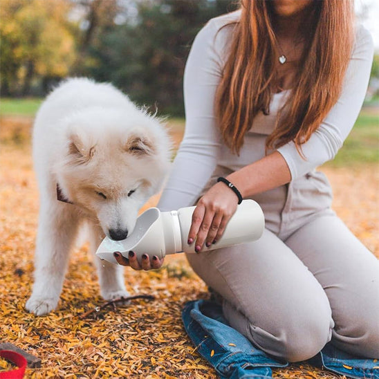 Chien Samoyède blanc buvant dans une gourde pour chiens tenue par une femme dans un parc en automne.