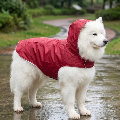 Samoyède portant un imperméable pour chien rouge à capuche sous la pluie.