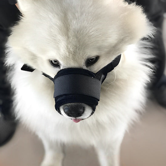 Samoyède blanc de face portant une muselière anti aboiement noire avec large bande velcro.