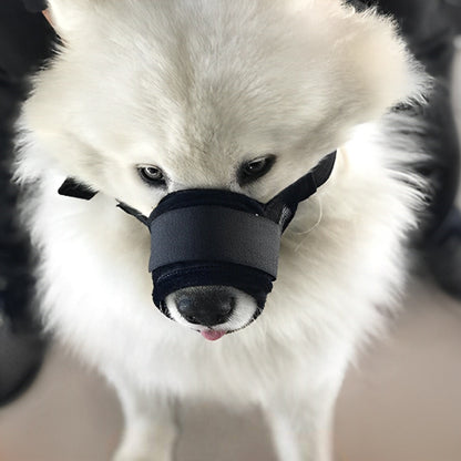 Samoyède blanc de face portant une muselière anti aboiement noire avec large bande velcro.