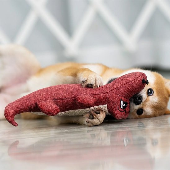 Shiba Inu allongé au sol jouant avec sa peluche pour chien crocodile de couleur rouge.