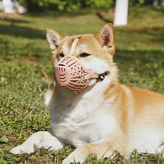 Chien Shiba Inu allongé dans l'herbe portant une muselière anti aboiement beige.