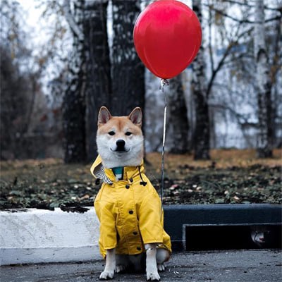 Shiba Inu en imperméable pour chien jaune, assis près d'un ballon rouge.