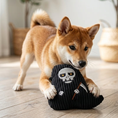 Shiba Inu jouant en intérieur avec un jouet chien en forme de fantôme noir et blanc.