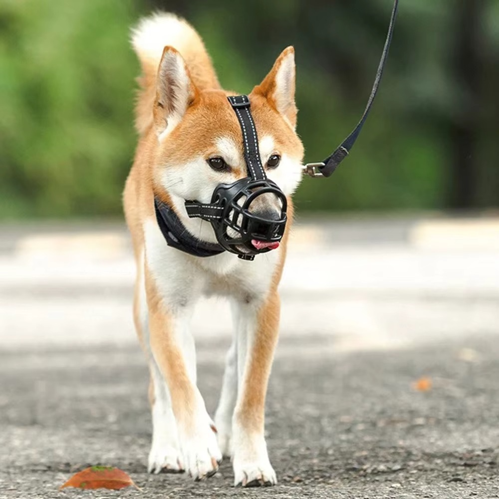 Chien Shiba Inu marchant en laisse avec une muselière pour chien en panier.