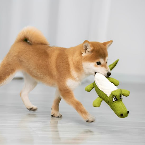 Chien Shiba Inu marchant avec une peluche pour chien crocodile verte entre les dents.