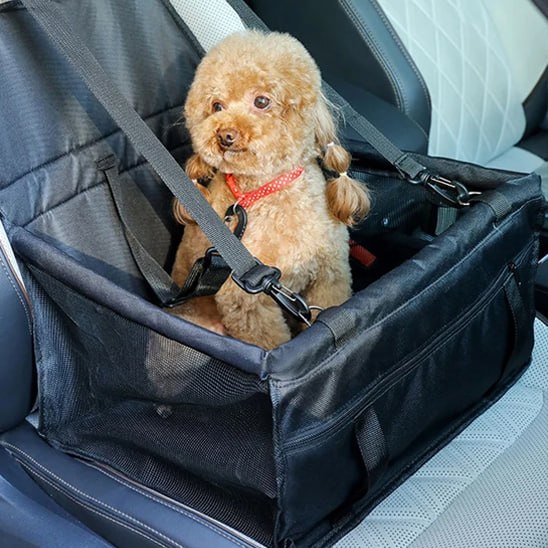 Petit caniche avec couettes dans un siege auto chien noir à sangles réglables.
