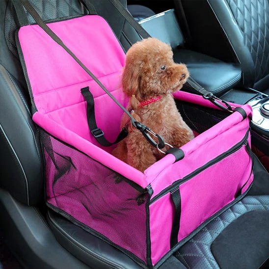 Caniche brun assis dans un siege auto chien rose vif sur un siège de voiture noir.