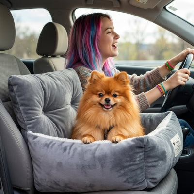 Spitz poméranien dans son siege auto chiens gris, conductrice aux cheveux colorés.