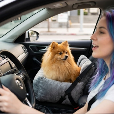 Spitz poméranien roux installé dans un siege auto chiens sur le siège passager.