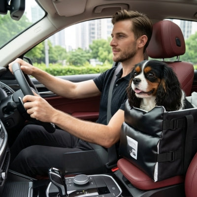 Cavalier King Charles assis dans un siege auto pour chiens noir à côté d'un homme qui conduit.