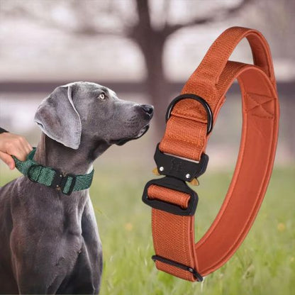 Collier de dressage pour chien-NyloControl™ : Ce dogue allemand au parc portant son collier de dressage en nylon de couleur vert militaire maîtriser par son maître