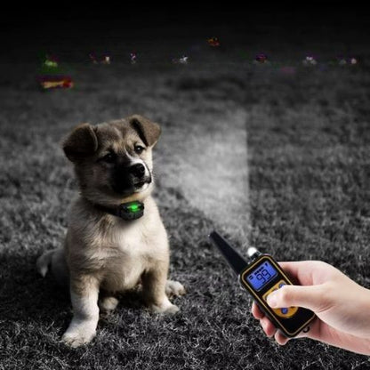 Collier de dressage chien-EliteControl™ : Ce labrador dans le noir illuminé grâce au collier de dressage chien