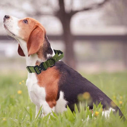 Collier de dressage pour chien-NyloControl™ : Ce mignon Teckel confortablement assis sur le gazon au parc portant fièrement à son cou, son collier chien de dressage en de couleur vert militaire