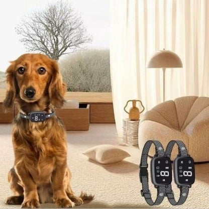 Collier dressage chien-AlphaTone™ : Ce basset est assis tranquillement au salon avec son collier dressage chien