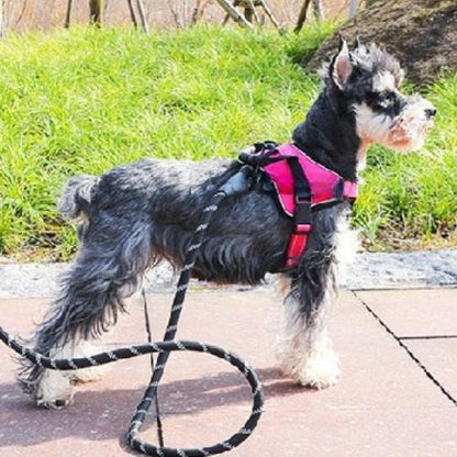 Harnais anti traction chien-ChicGrip™ :  Ce husky au pelage blanc portant son harnais anti-traction en tissu Oxford offrant confort et durabilité de couleur rouge et noir