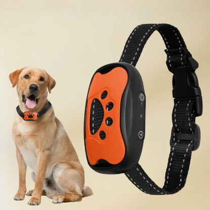 Collier dressage chien-LuxeK9™ : Ce grand labrador sagement assis avec à son cou un collier dressage chien
