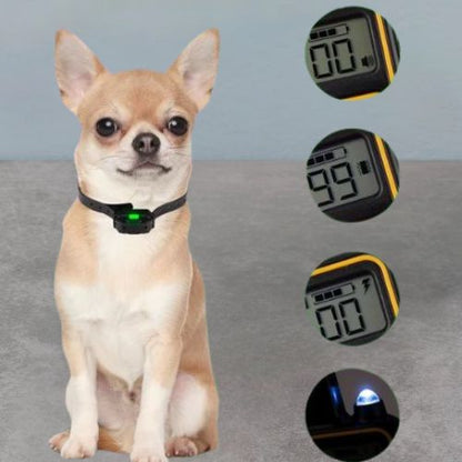 Collier de dressage chien-EliteControl™ : Ce collier de dressage chien est aussi parfait pour les petit chien comme ce chihuahua