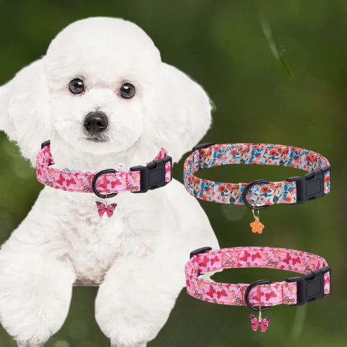 Collier chien-PetalCharm™ : Ce mignon, petit bichon frisé pourtant fièrement à son cou, son collier chien de couleur rose au motifs de papillon avec un pendentif en forme de papillon, couché dans les herbes