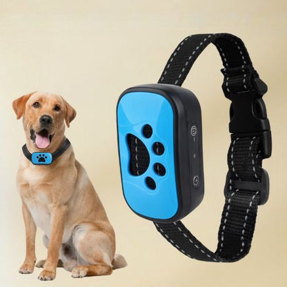 Collier dressage chien-LuxeK9™ : Ce grand labrador sagement assis avec à son cou un collier dressage chien