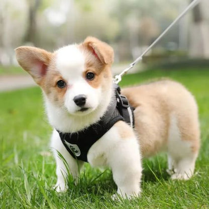 Chien harnais-HarnSFP™ : 